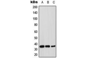 Western blot analysis of Syntaxin 1A expression in MCF7 (A), mouse brain (B), rat brain (C) whole cell lysates. (STX1A antibody  (N-Term))