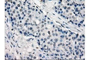 Image no. 9 for anti-Interferon Regulatory Factor 3 (IRF3) antibody (ABIN1498899) (IRF3 antibody)