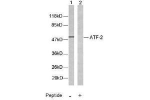 Image no. 2 for anti-Activating Transcription Factor 2 (ATF2) (Thr51), (Thr69) antibody (ABIN197147) (ATF2 antibody  (Thr51, Thr69))