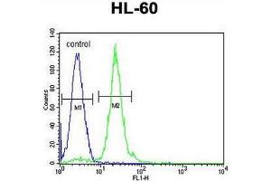 CPT1C Antibody (C-term) flow cytometric analysis of HL-60 cells (right histogram) compared to a negative control cell (left histogram).