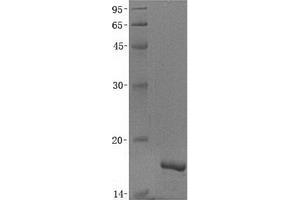 Validation with Western Blot (CRNN Protein)