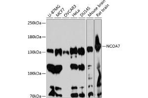 Western blot analysis of extracts of various cell lines, using NCO antibody (ABIN6129655, ABIN6144417, ABIN6144418 and ABIN6217922) at 1:3000 dilution. (NCOA7 antibody  (AA 1-90))