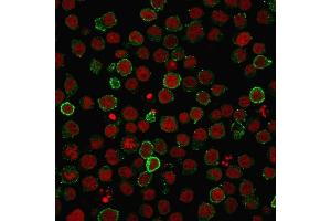 Immunofluorescence (IF) image for anti-Protein tyrosine Phosphatase, Receptor Type, C (PTPRC) antibody (ABIN6940440)