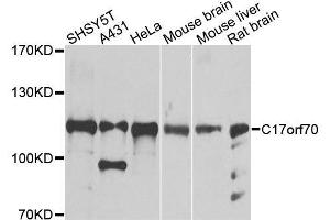 Western blot analysis of extracts of various cell lines, using C17orf70 antibody. (C17orf70 antibody  (AA 652-881))