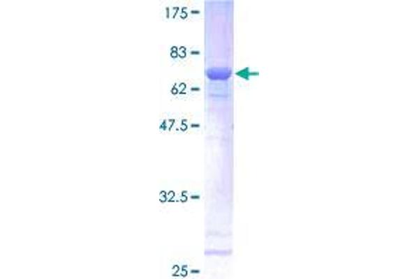 SSBP2 Protein (AA 1-361) (GST tag)