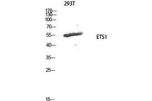 Western Blot (WB) analysis of 293T cells using ETS1 Polyclonal Antibody. (ETS1 antibody  (Ser369))