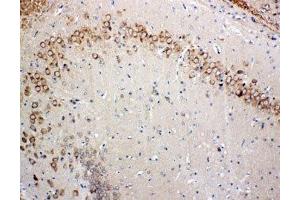 IHC-P: Glutaredoxin 2 antibody testing of rat brain tissue (Glutaredoxin 2 antibody  (Middle Region))