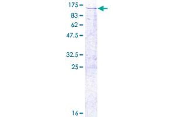 TRAP1 Protein (AA 1-704) (GST tag)