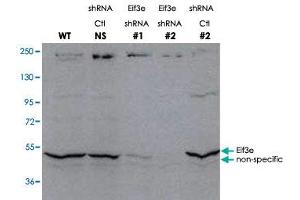 Western blot using Eif3e polyclonal antibody  shows detection of endogenous Eif3e.