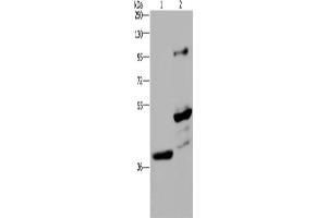Western Blotting (WB) image for anti-Growth Arrest-Specific 7 (GAS7) antibody (ABIN2421611) (GAS7 antibody)