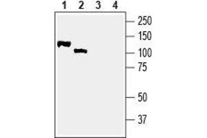 Western blot analysis of rat brain membranes (lanes 1 and 3) and mouse brain lysate (lanes 2 and 4): - 1,2.