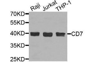 Western blot analysis of extracts of various cells, using CD7 antibody. (CD7 antibody)