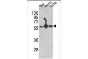 Western blot analysis of P4HB Antibody (C-term) (ABIN389450 and ABIN2839519) in CEM,HepG2, cell line lysates (35 μg/lane). (P4HB antibody  (C-Term))