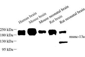 UNC13A/Munc13-1 antibody