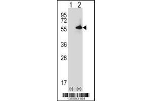 Western blot analysis of Sgk3 using rabbit polyclonal Mouse Sgk3 Antibody using 293 cell lysates (2 ug/lane) either nontransfected (Lane 1) or transiently transfected (Lane 2) with the Sgk3 gene.