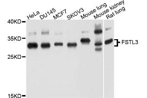 Western blot analysis of extracts of various cell lines, using FSTL3 antibody (ABIN4903702) at 1:1000 dilution. (FSTL3 antibody)
