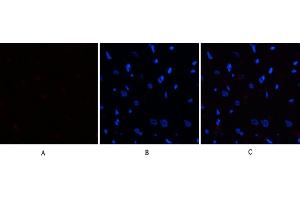 Immunofluorescence analysis of rat heart tissue. (EIF2A antibody  (pSer51))