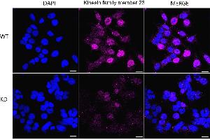 anti-Kinesin Family Member 23 (KIF23) antibody