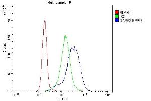 anti-Aspartyl-tRNA Synthetase 2, Mitochondrial (DARS2) (AA 334-448) antibody