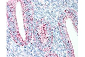 Anti-HSPD1 antibody IHC staining of human uterus. (HSPD1 antibody)