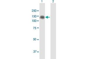 Western Blot analysis of MDGA1 expression in transfected 293T cell line by MDGA1 MaxPab polyclonal antibody.