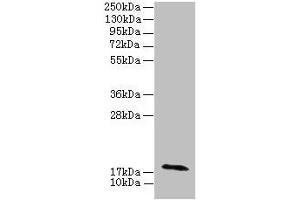 Western blot All lanes: RPP21 antibody at 12 μg/mL + Colo320 whole cell lysate Secondary Goat polyclonal to rabbit IgG at 1/10000 dilution Predicted band size: 18, 21, 17, 19 kDa Observed band size: 18 kDa