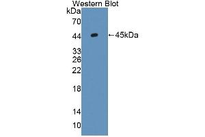 Detection of Recombinant GLMP, Mouse using Polyclonal Antibody to Glycosylated Lysosomal Membrane Protein (GLMP) (C1orf85 antibody  (AA 246-404))
