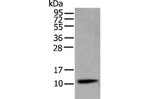 Western Blotting (WB) image for anti-Cystatin S (CST4) antibody (ABIN2422865)