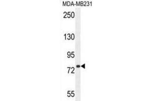 Western Blotting (WB) image for anti-Sorbin and SH3 Domain Containing 1 (SORBS1) antibody (ABIN2995781) (SORBS1 antibody)