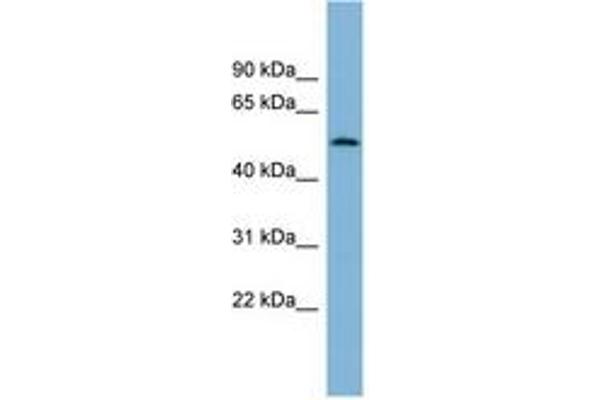CNOT11 antibody  (AA 143-192)