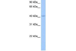 WB Suggested Anti-PAIP1 Antibody Titration:  0. (PAIP1 antibody  (N-Term))