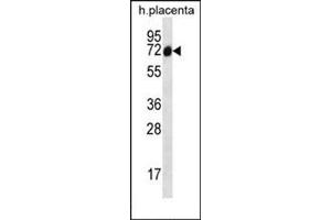 Western blot analysis of SCLT1 Antibody (C-term) Cat. (Sclt1 antibody  (C-Term))