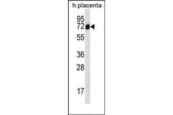 Sclt1 antibody  (C-Term)