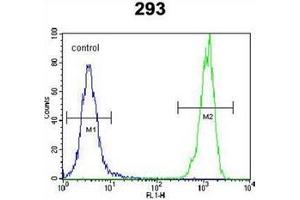Flow cytometric analysis of 293 cells using OR10H1 Antibody (C-term) Cat. (OR10H1 antibody  (C-Term))