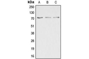 Western blot analysis of DUSP16 expression in HepG2 (A), COLO205 (B), HEK293T (C) whole cell lysates. (DUSP16 antibody  (C-Term))