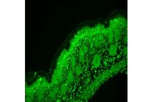 Image no. 4 for anti-Calcium Channel, Voltage-Dependent, L Type, alpha 1D Subunit (CACNA1D) (AA 859-875) antibody (ABIN361760)
