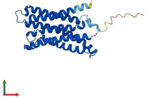 AlphaFold protein structure predicition of Human Recombinant CYB561A3 Protein, UniprotID Q8NBI2