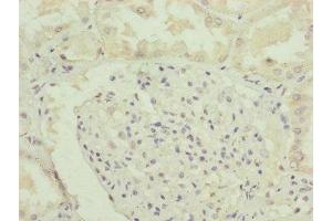 Immunohistochemistry of paraffin-embedded human kidney tissue using ABIN7151148 at dilution of 1:100 (RNF135 antibody  (AA 339-432))