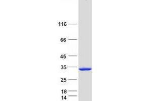 Validation with Western Blot (PROSC Protein (Myc-DYKDDDDK Tag))