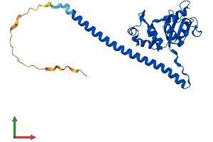 AlphaFold protein structure predicition of Mouse Recombinant Rpl7 Protein, UniprotID P14148 (RPL7 Protein (AA 1-270) (His tag))