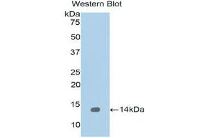 Western Blotting (WB) image for anti-Regenerating Islet-Derived 1 alpha (REG1A) (AA 33-166) antibody (ABIN1078467) (REG1A antibody  (AA 33-166))