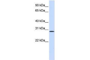 WB Suggested Anti-HGF Antibody Titration:  0. (HGF antibody  (N-Term))