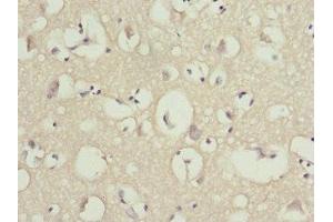 Immunohistochemistry of paraffin-embedded human brain tissue using ABIN7162207 at dilution of 1:100
