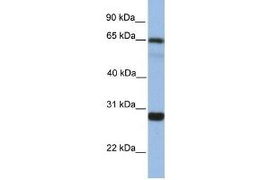 Western Blotting (WB) image for anti-Mediator Complex Subunit 4 (MED4) antibody (ABIN2459430) (MED4 antibody)