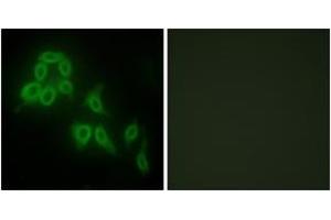 Immunofluorescence analysis of HepG2 cells, using Collagen V alpha2 Antibody. (COL5A2 antibody  (AA 1-50))