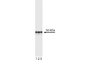 Western blot analysis of Cyclin E. (Cyclin E1 antibody)