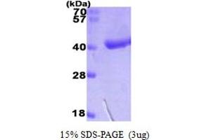SDS-PAGE (SDS) image for D-Amino-Acid Oxidase (DAO) (AA 1-347) protein (His tag) (ABIN667115)