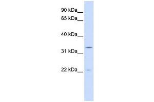 Western Blotting (WB) image for anti-Indolethylamine N-Methyltransferase (INMT) antibody (ABIN2459224) (INMT antibody)