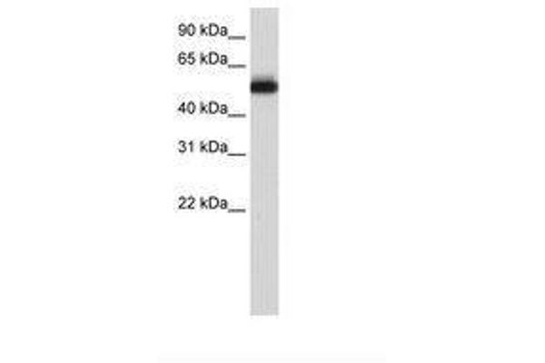 Zinc finger protein 82 homolog (ZFP82) (C-Term) Antikörper
