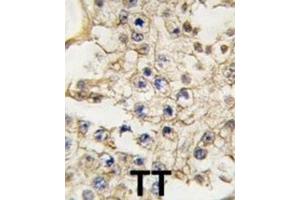 Immunohistochemistry (IHC) image for anti-EPH Receptor A10 (EPHA10) antibody (ABIN3003339) (EPH Receptor A10 antibody)